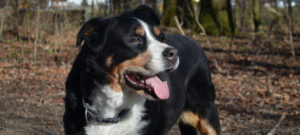 Que faire lorsque mon animal de compagnie bien-aimé meurt ?